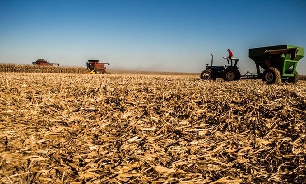 Colheita de milho foi prejudicada por estiagem em Mato Grosso do Sul. — Foto: Semagro/Reprodução