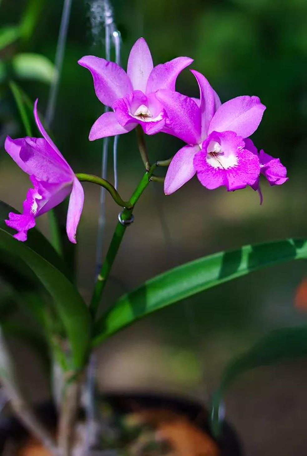 10 tipos de orquídeas que você precisa conhecer | Paisagismo | Casa Vogue