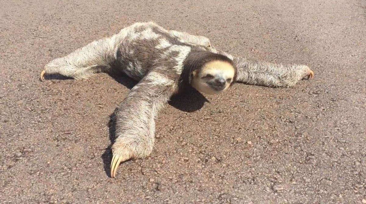 Bicho preguiça é resgatado em rodovia no extremo norte do Brasil Terra da Gente G