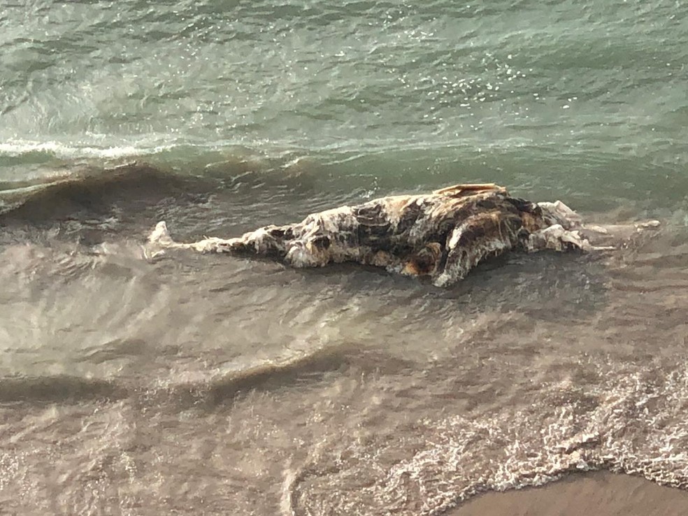 Baleia foi encontrada morta na praia de Boa Viagem, no Recife — Foto: Reprodução/WhatsApp