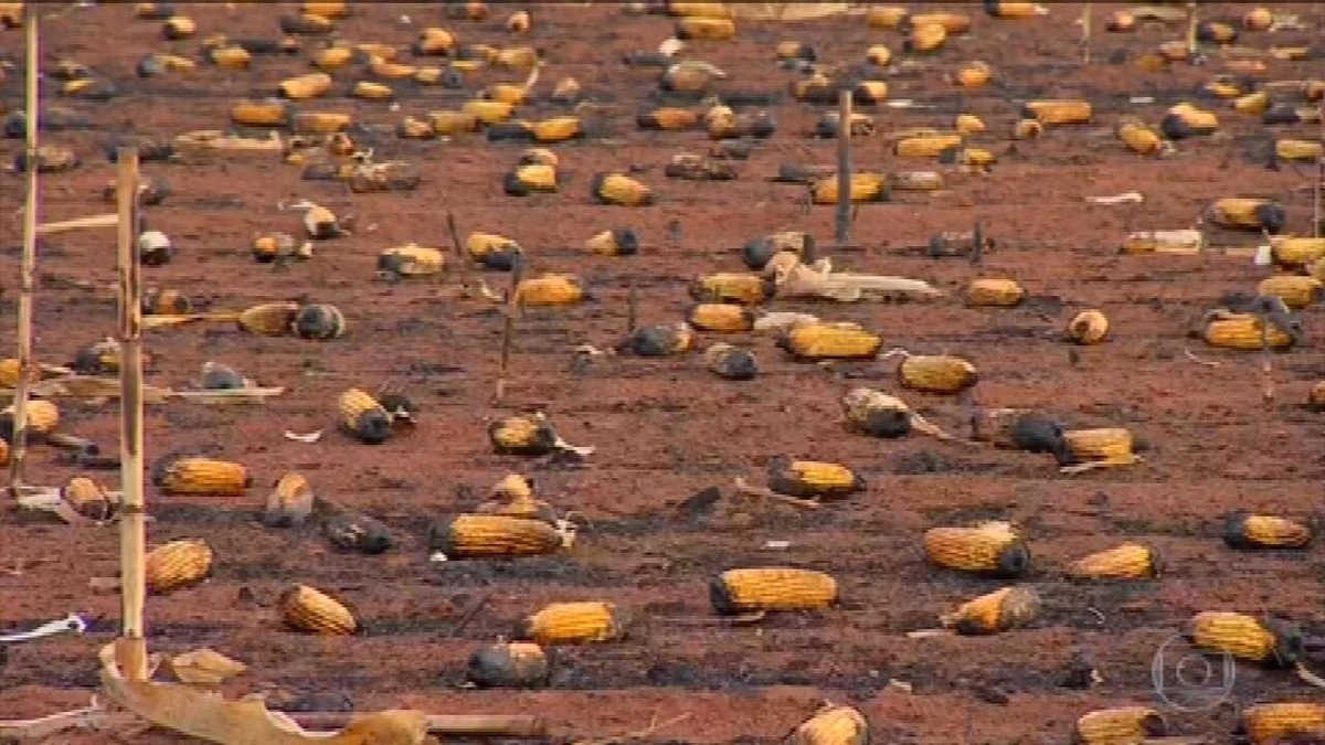Incêndios causam prejuízos em lavouras de MT e produtores mudam horário de colheita