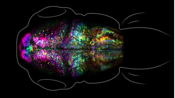 O cérebro de um peixe-zebra criou uma corrente de sinapses colorida após modificação genética dos cientistas (Foto: Reprodução/Translational Imaging Center/USC)