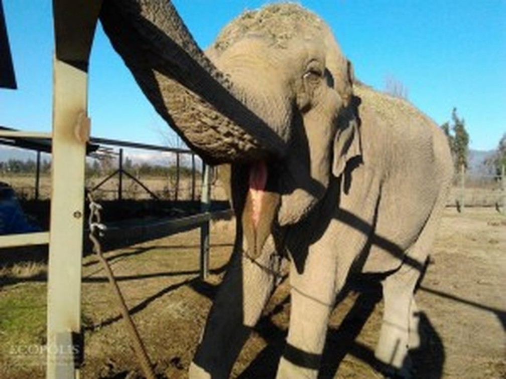 Ramba, a elefanta asitica, de cerca de 52 anos, ter um novo lar no Brasil  Foto: SEB/Divulgao