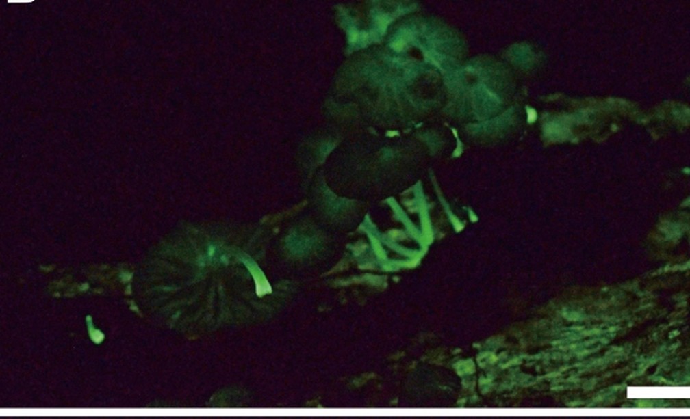 Nova espécie de fungos bioluminescentes da Amazônia foram descobertos. — Foto: Revista Mycoscience 