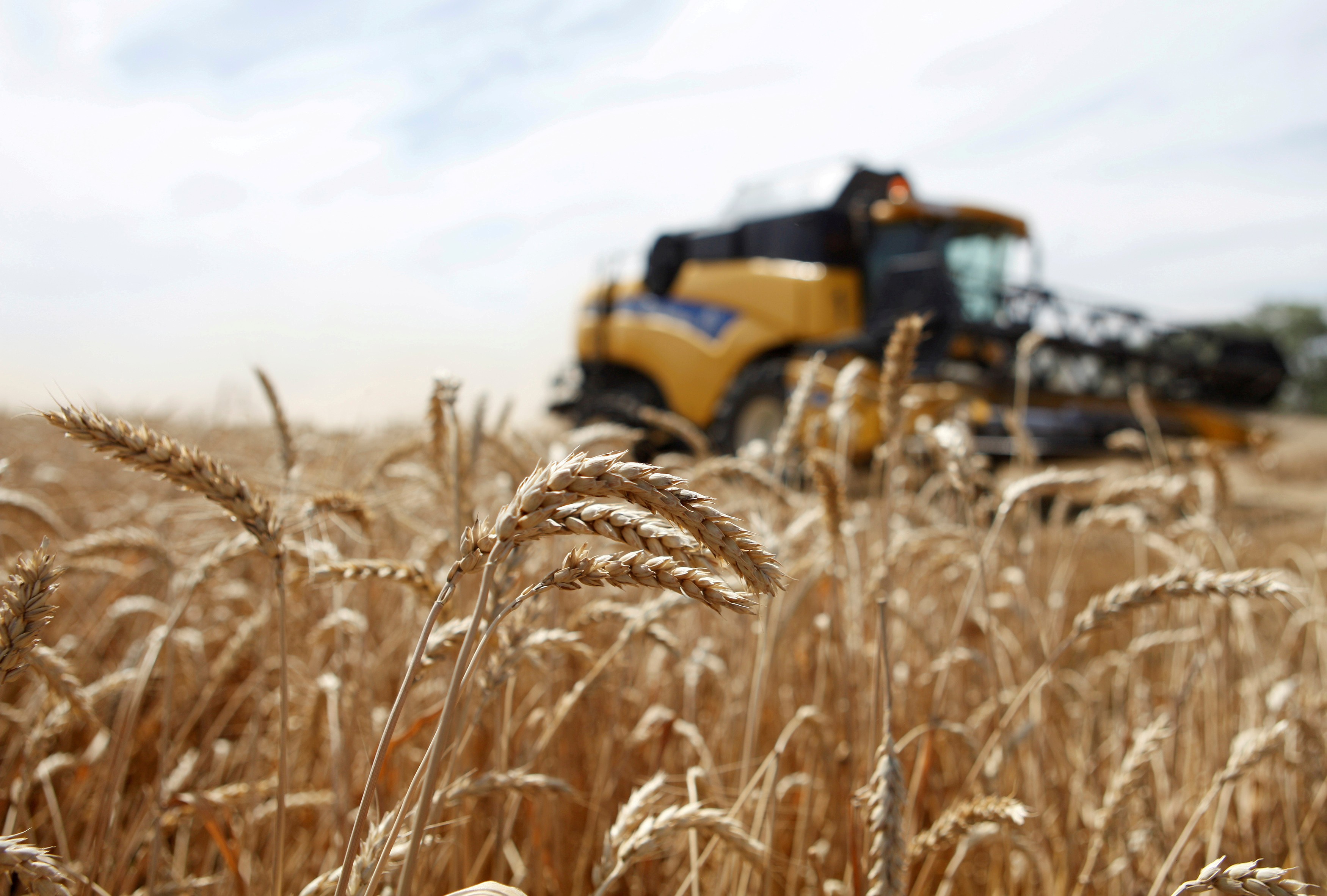 agricultura-trigo-russia (Foto: Reuters)