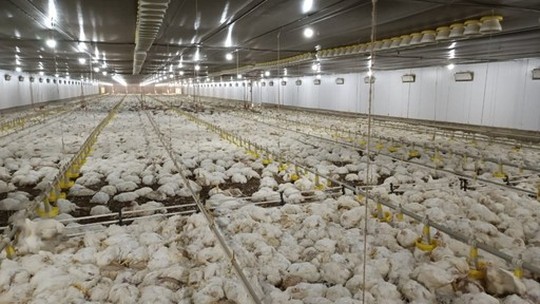 Estados reforçam controle para prevenir gripe aviária