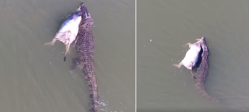 Crocodilo carrega vaca como almoço na Austrália