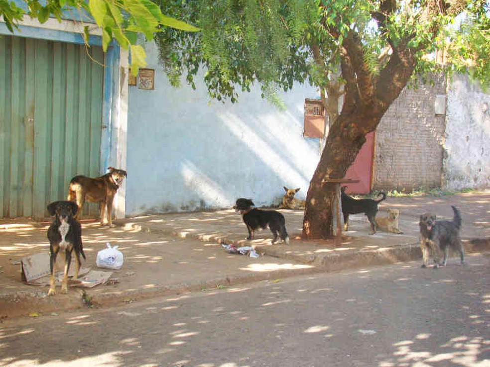 Animais de rua em Uberaba — Foto: Prefeitura de Uberaba/Divulgação