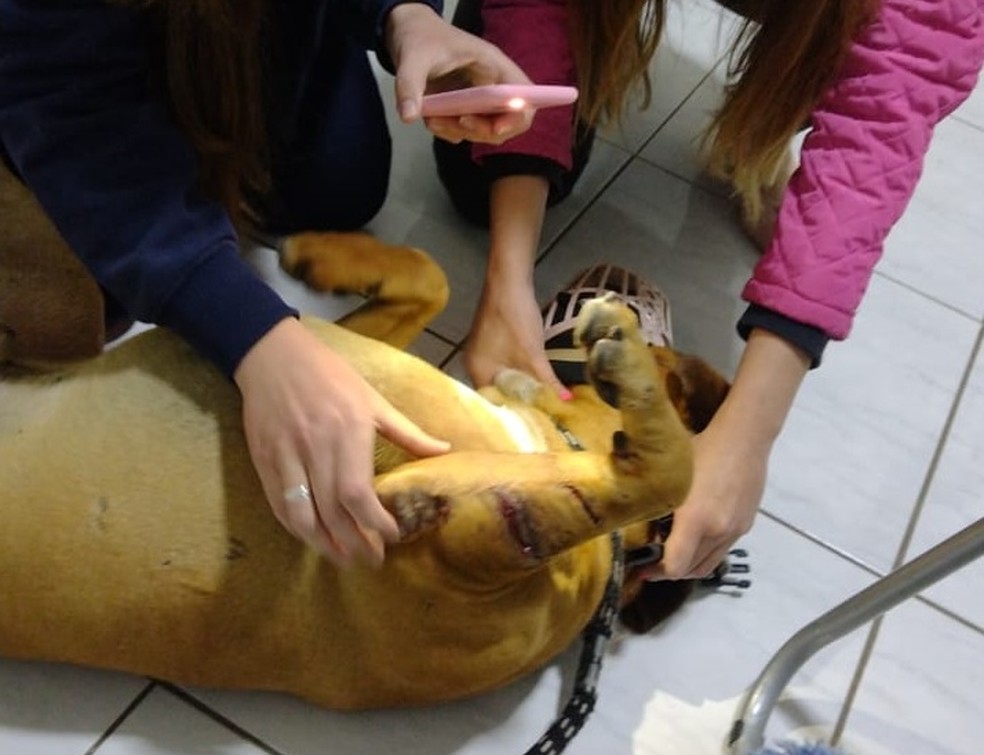 Avaliação de animal após ocorrência em Piracicaba — Foto: Arquivo pessoal