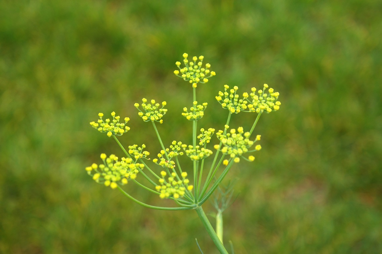 A erva-doce pode ser usada para aliviar a má digestão, os gases, a dor de barriga, as cólicas e a dor de cabeça (Foto: Pixabay / Hans Braxmeier / CreativeCommons)