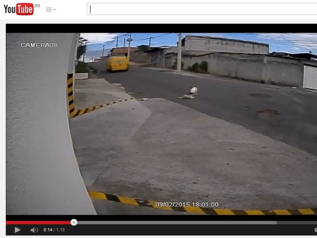 Após o atropelamento, segundo cão surge para ajudar amigo (Foto: Reprodução/YouTube)