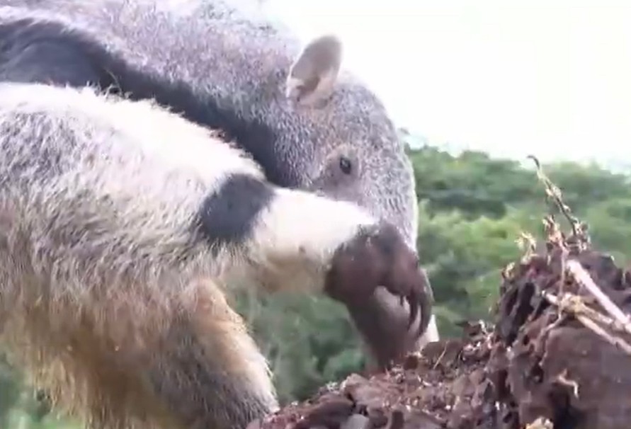 'TamanduASAS': projeto em Uberlândia reintegra tamanduás à natureza