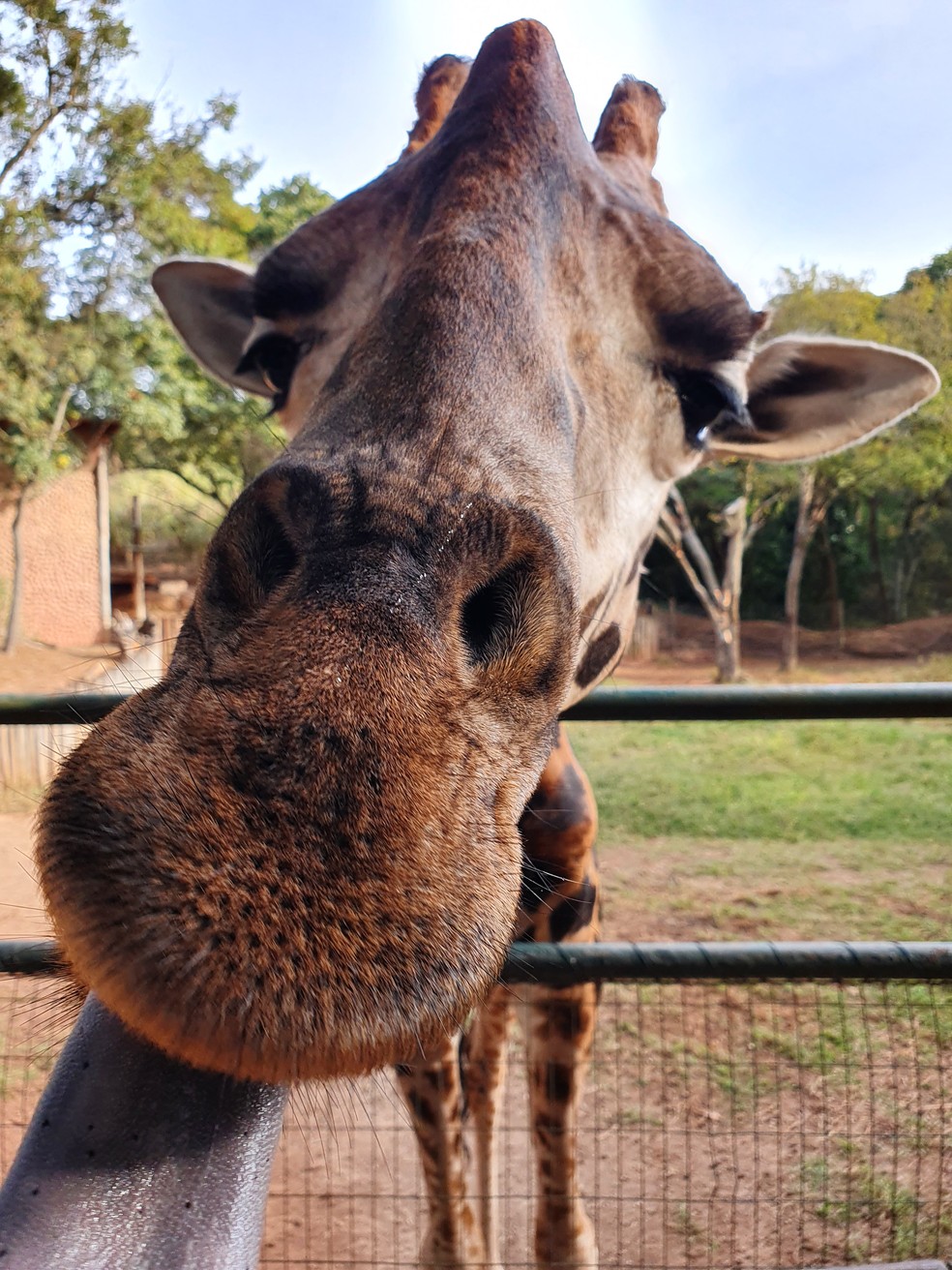 Programação de férias do Zooparque de Itatiba tem atração exclusiva com  girafas | Sorocaba e Jundiaí | G1