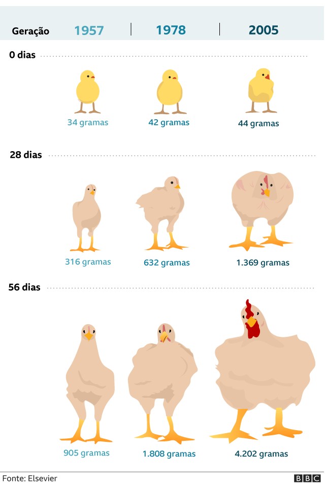 Evolução do frango (Foto: BBC NEWS MUNDO)