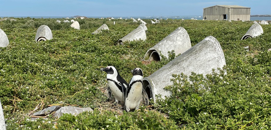 Algoa Bay, na África do Sul, é o lar de quase metade dos pinguins africanos remanescentes no mundo, cujos números caíram até 98% desde 1900