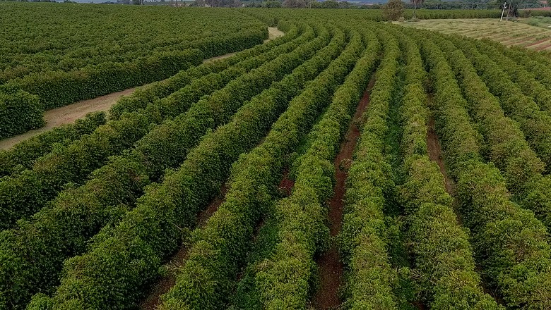 fazenda-sustentavel-ocoffee (Foto: Rogério Albuquerque)