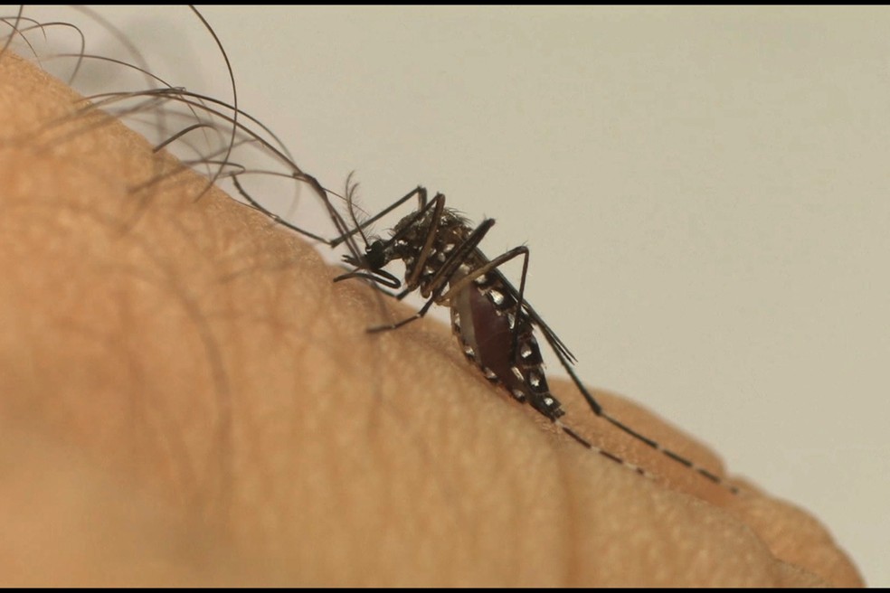 Aedes aegypti — Foto: Fiocruz/Divulgação
