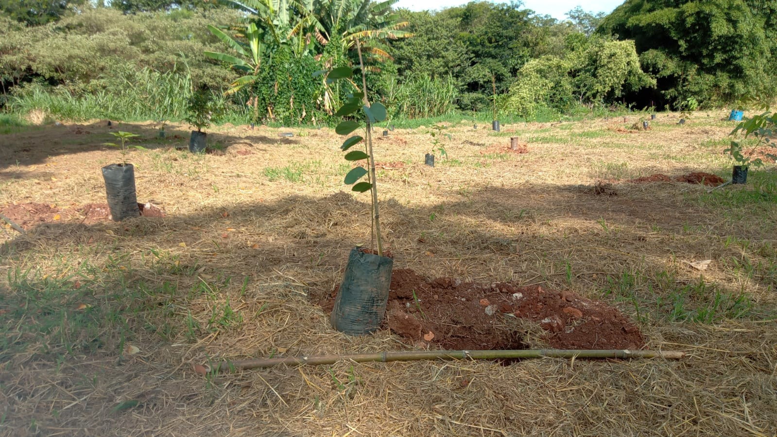 Morador de Guaxupé faz plantio de cem mudas de árvores para celebrar Dia Mundial da Água 
