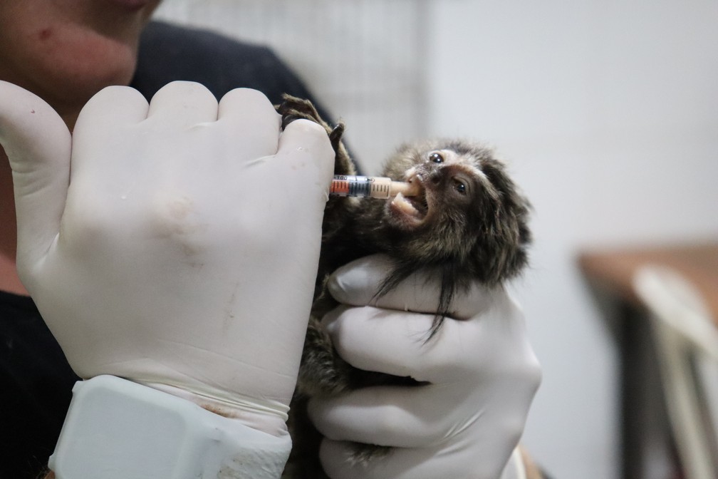 Érica Silva Pellosi atende animais resgatados que são encaminhados à Cidade da Criança — Foto: Stephanie Fonseca/g1