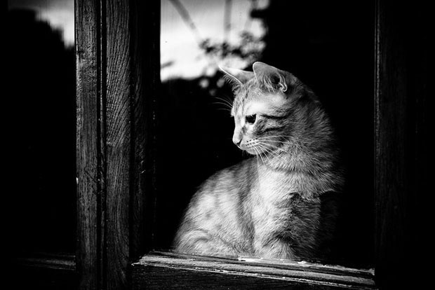 Gatos solitários (Foto: Reprodução)