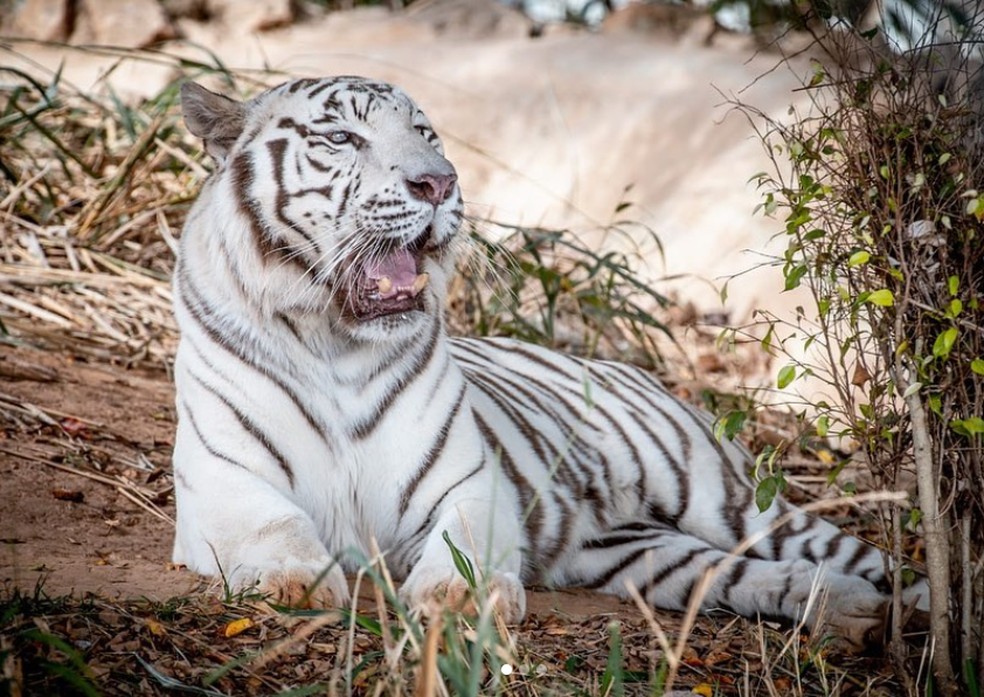 Dandy O Tigre De Bengala Que Morreu No Zoo De Brasilia Teve Insuficiencia Renal Distrito Federal G1