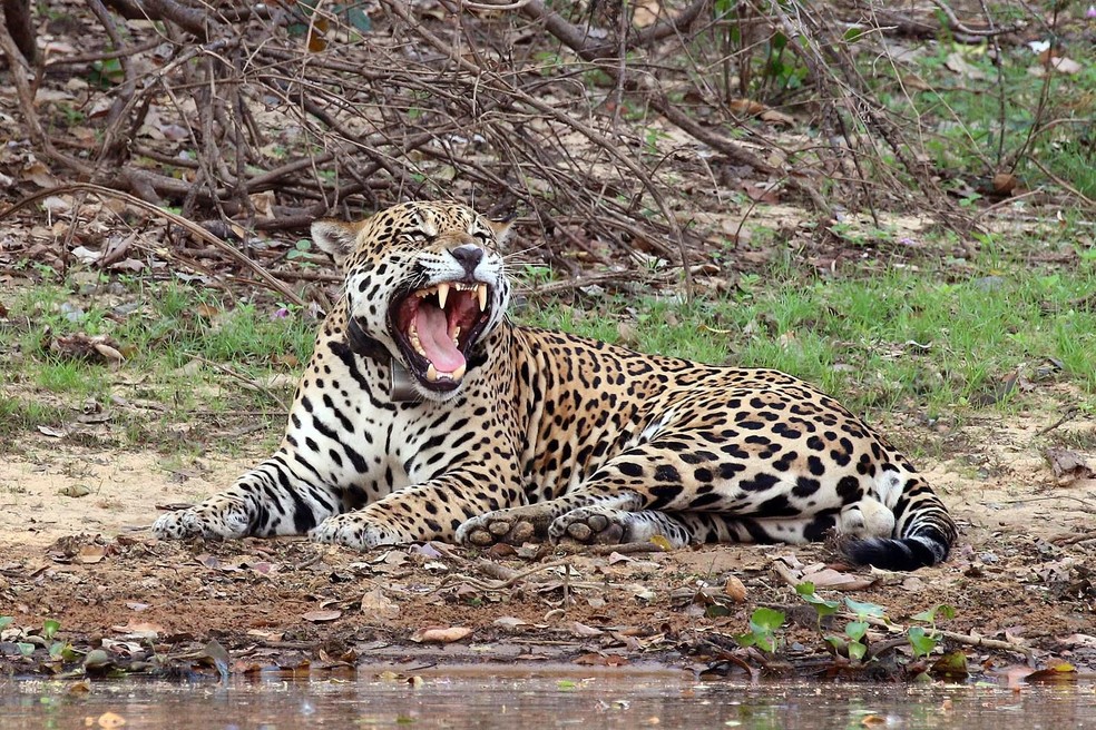 Onça-pintada - Panthera onca — Foto: ( Charles J. Sharp / Wikimedia Commons / CreativeCommons)