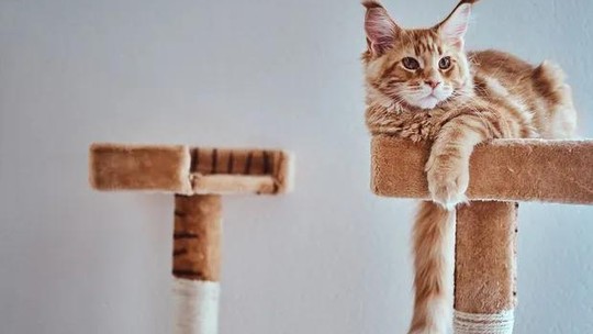 Gatificação: saiba como adaptar a casa para os gatos