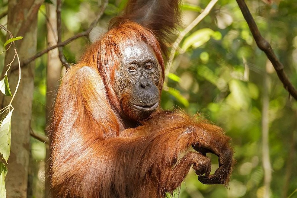 O orangotango-de-bornéu — Foto: ( Thomas Fuhrmann/ Wikimedia Commons/ CreativeCommons)
