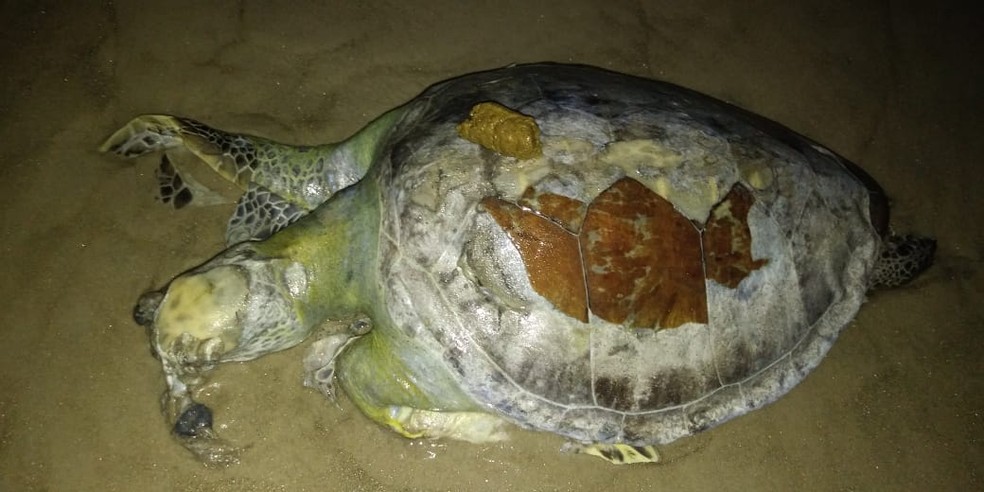 Tartaruga encontrada morta em praia de Ilhéus — Foto: Projeto (A)mar