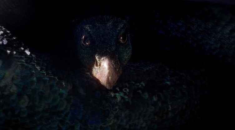 O occami é uma mistura de ave com serpente (Foto: Warner Bros/ Reprodução)