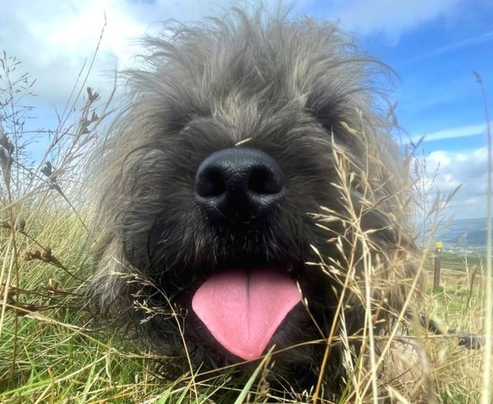 O nariz de um cachorro é um detector químico altamente sensível — Foto: Victoria Gill