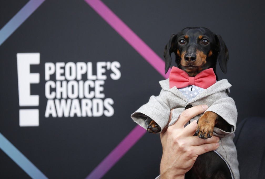 Crusoe the Celebrity Dachshund vence categoria Celebridade Animal do People’s Choice Awards 2018 — Foto: REUTERS/Danny Moloshok