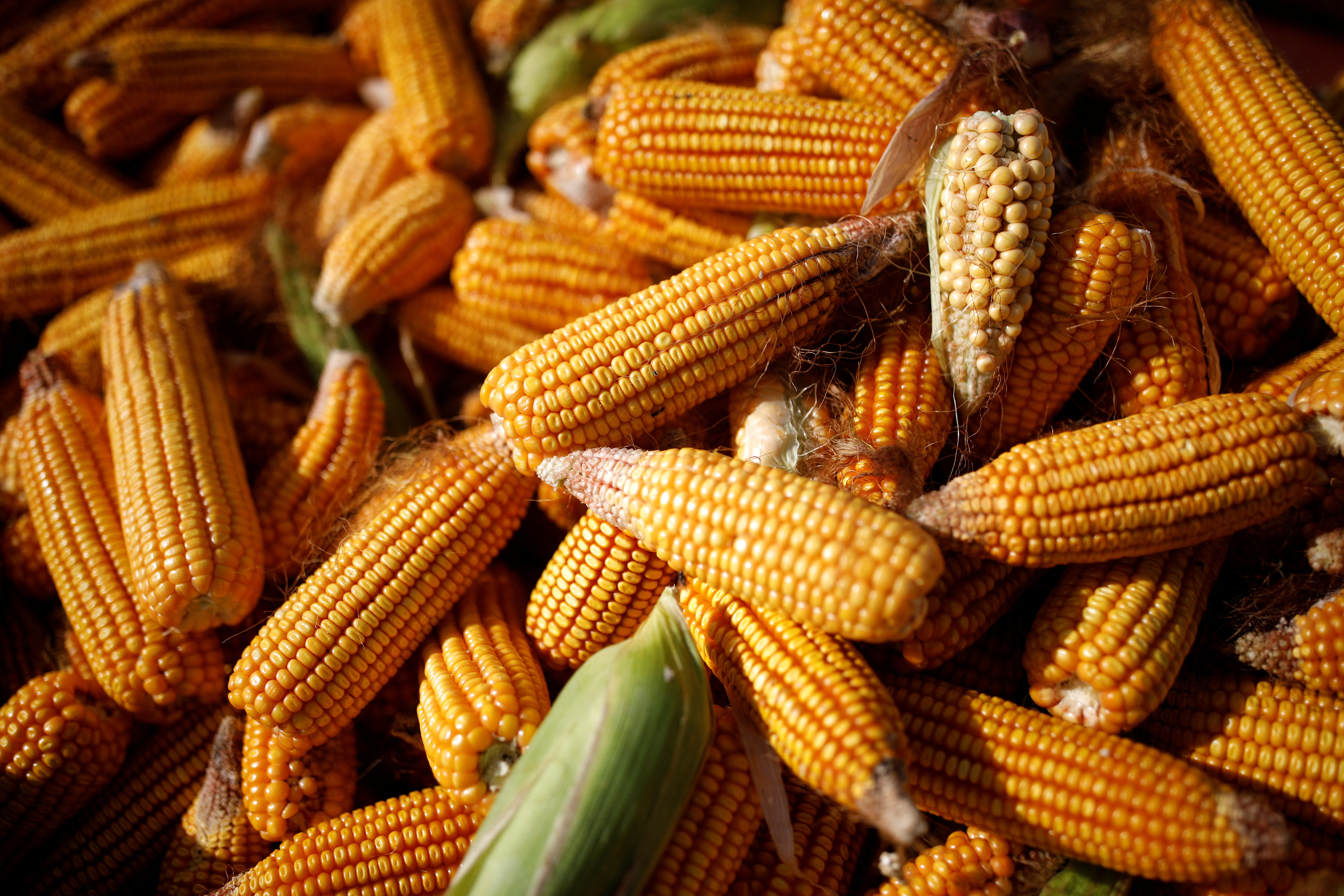 Espigas de milho recém-colhidas (Foto: REUTERS/Carlos Garcia Rawlins)