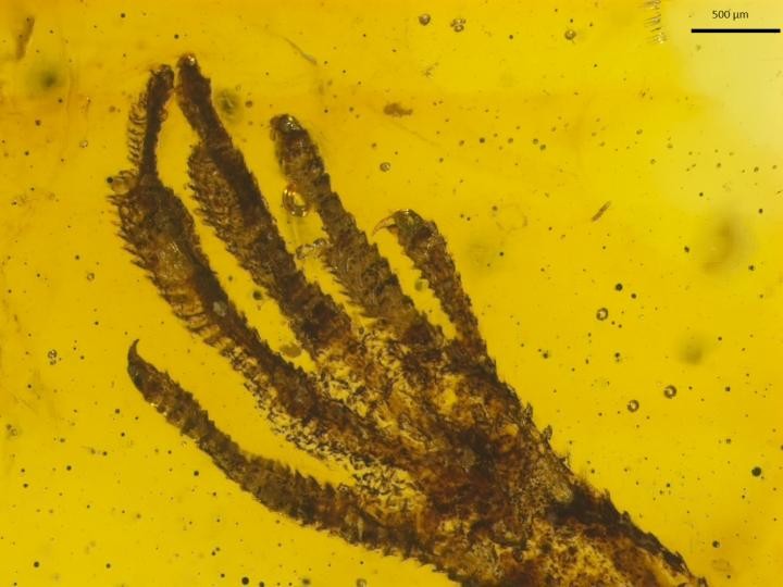 Pata de lagarto do gênero Anolis de cerca de 20 milhões de anos foi encontrada preservada em âmbar (Foto: Jonas Barthel / Universität Bonn)