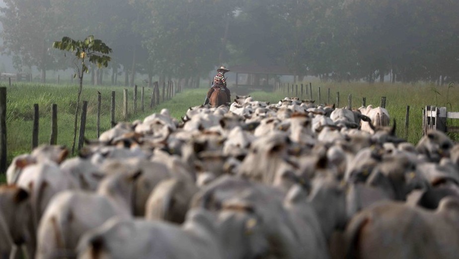 Ao todo, a auditoria constatou 136.172 compras irregulares de gado pela JBS