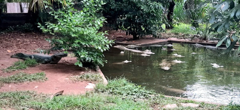 Jacarés descama na sombra no Cempas da UFMT — Foto: Sérgio Borges/TV Centro América