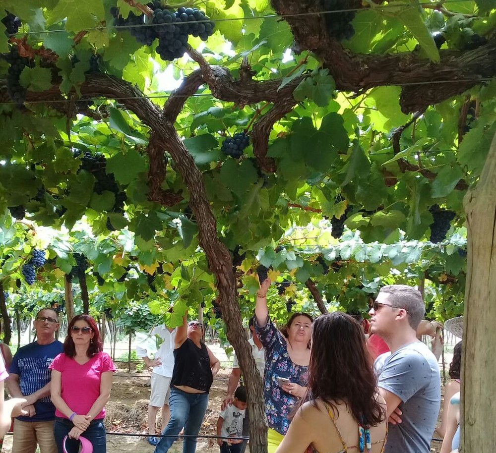 Os visitantes conhecem todo processo de produção do vinho (Foto: Sirley Sá / Arquivo pessoal )
