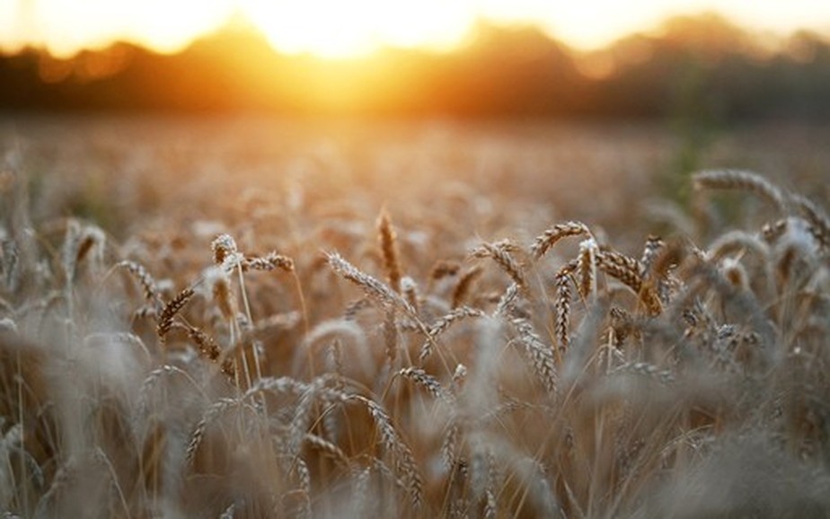 Plantação de trigo na Argentina. Previsão de safra foi reduzida