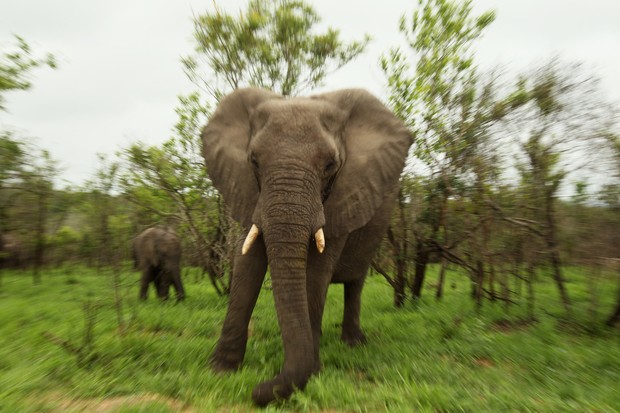 Elefante no Kruger National Park, na África do Sul (Foto: getty images)