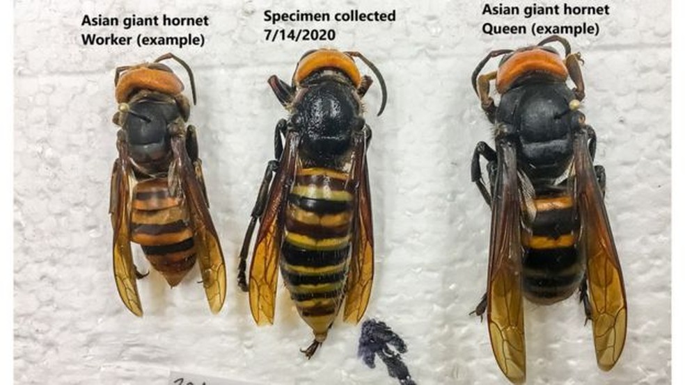 A vespa gigante asiática capturada em julho (ao centro), em comparação com outras da mesma espécie — Foto: WSDA/BBC