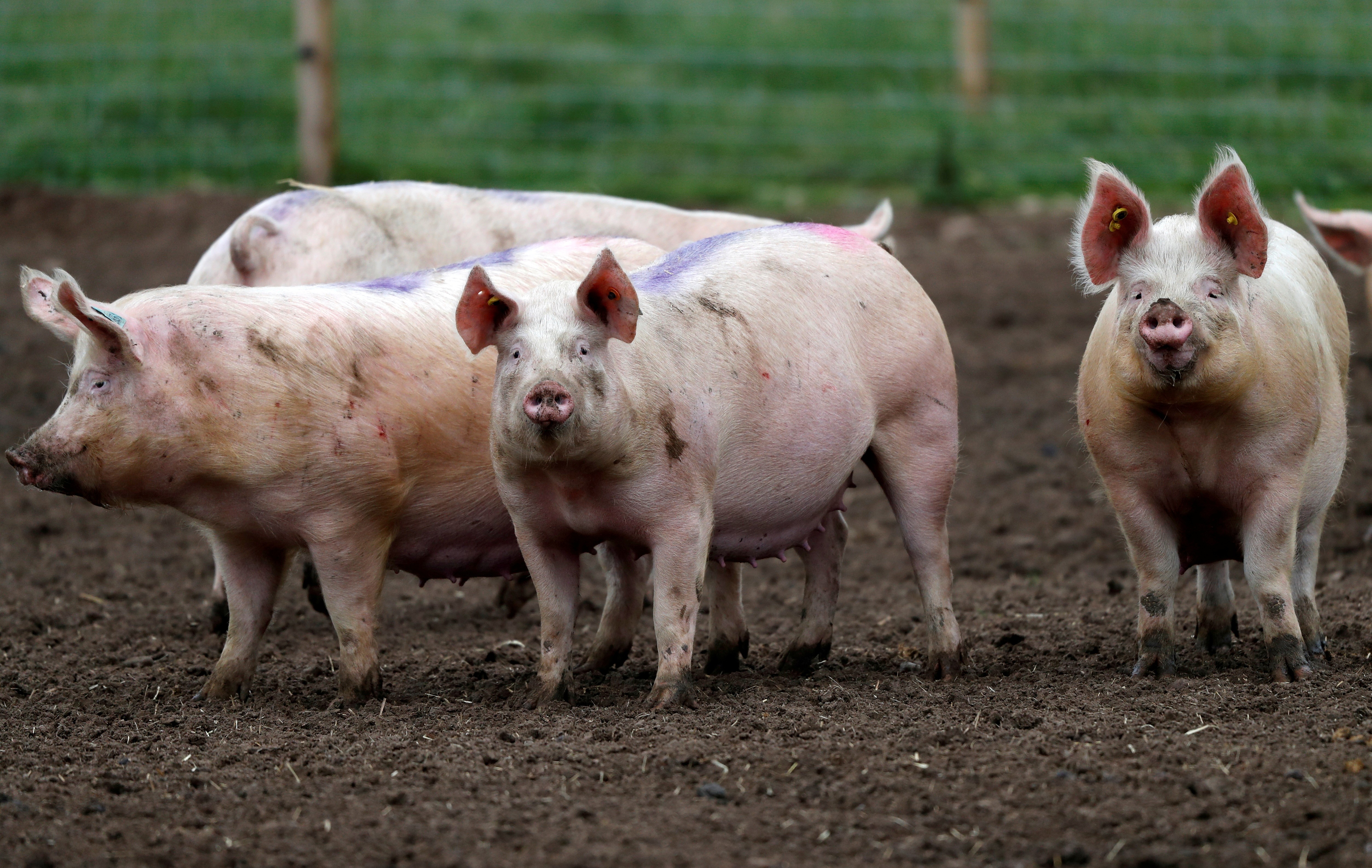 Porcos na Escócia (Foto: REUTERS/Russell Cheyne)