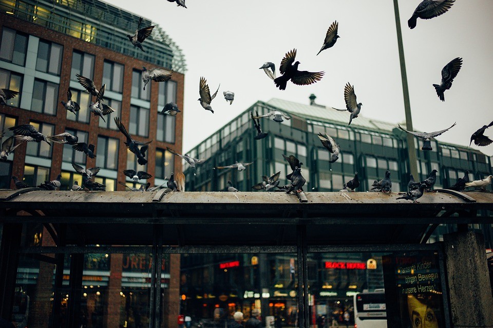 Apesar de demandar mais energia, voar em grupo tem benefícios para os pombos (Foto: Pixabay)