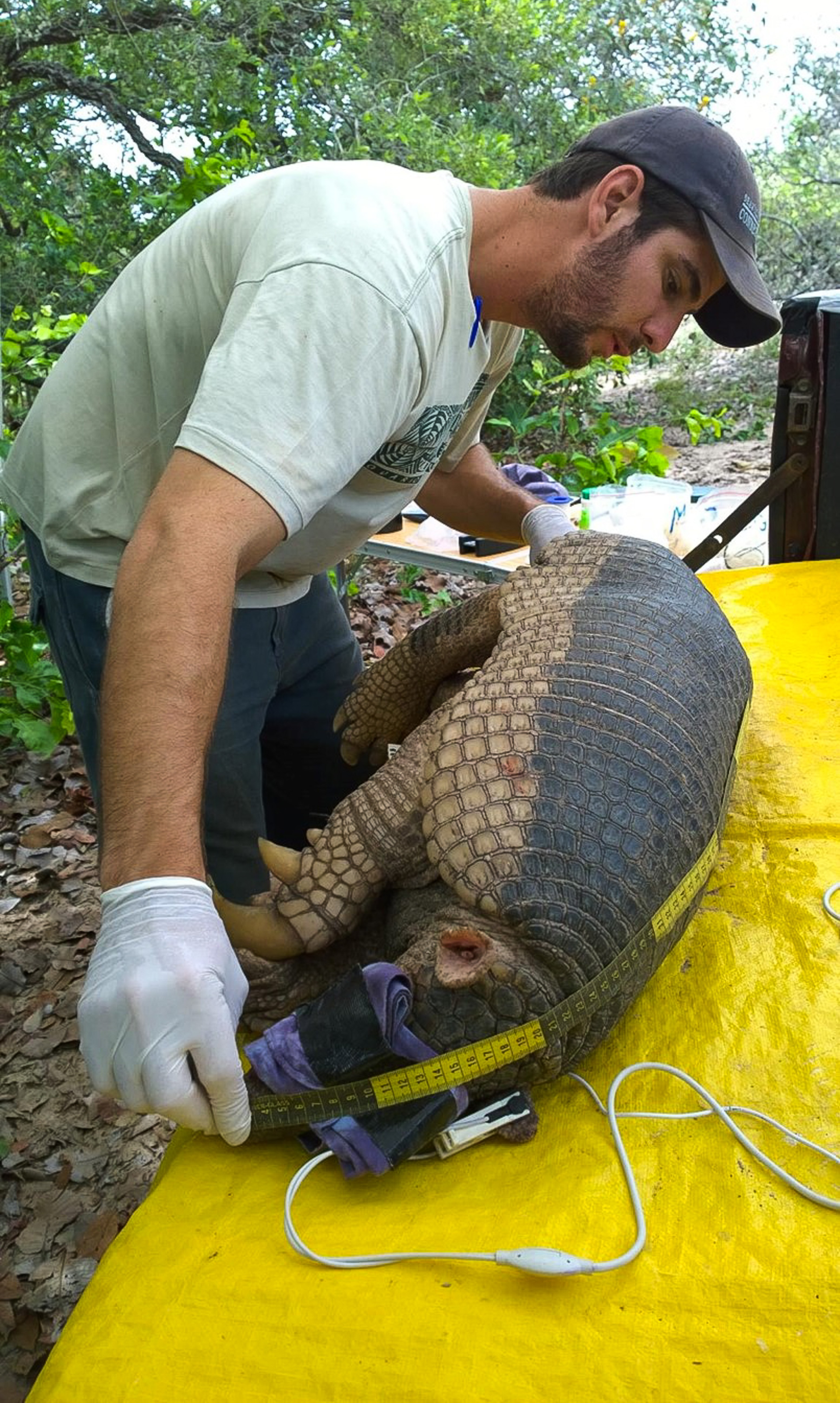 O tatu-canastra mede cerca de 1,5 metros e possui garras de até 20 cm. (Foto: Reprodução/Gabriel Massocato)