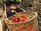 Índios do Peru foram os primeiros a  domesticar palmito cultivado no Brasil