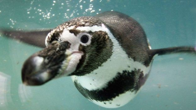 O pinguim de Humboldt vive nas costas do Chile e Peru, bem como em ilhas próximas, no oceano Pacífico (Foto: Getty Images via BBC)