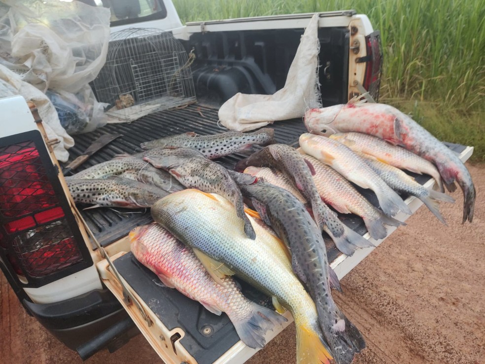 Mais de 70kg de peixes foram apreendidos em Lucélia (SP) neste sábado (14) — Foto: Polícia Militar Ambiental