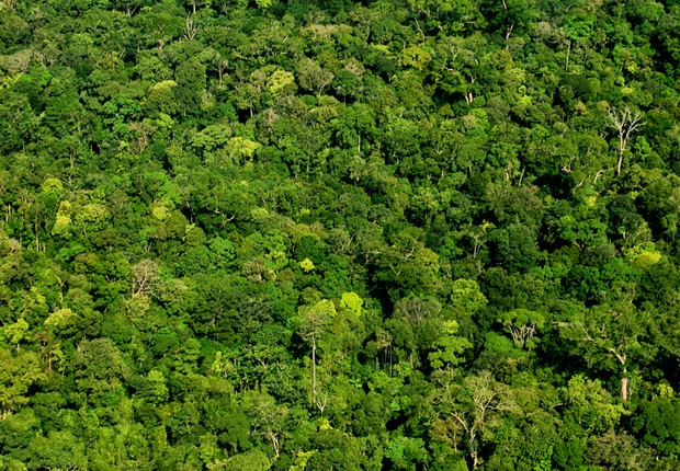 Floresta Amazônica-biodiversidade-genética-floresta-árvores  (Foto: Luciana Macêdo/Fotos Públicas)