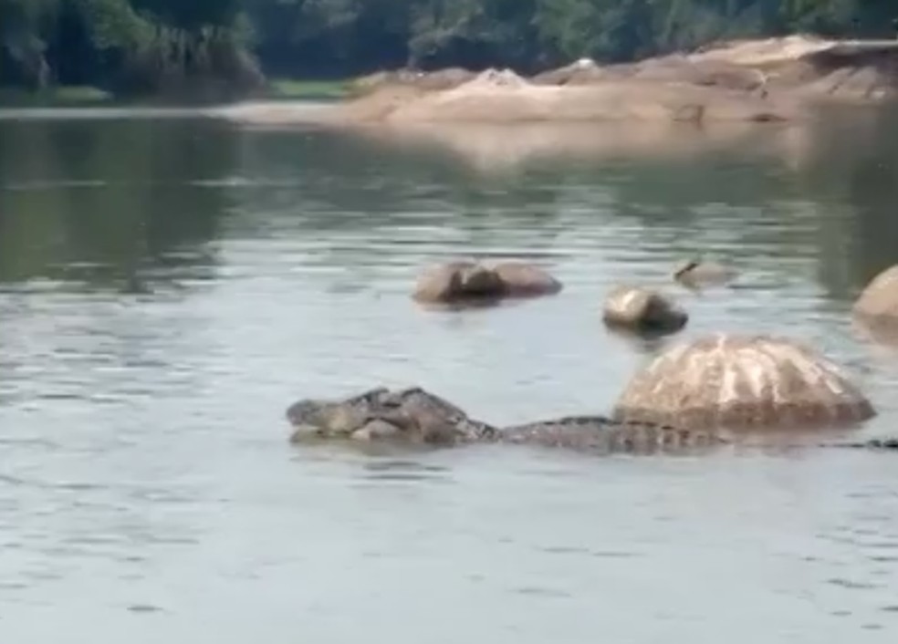 Jacaré-açu pode chegar aos 500kg quando adulto, diz biólogo — Foto: Reprodução