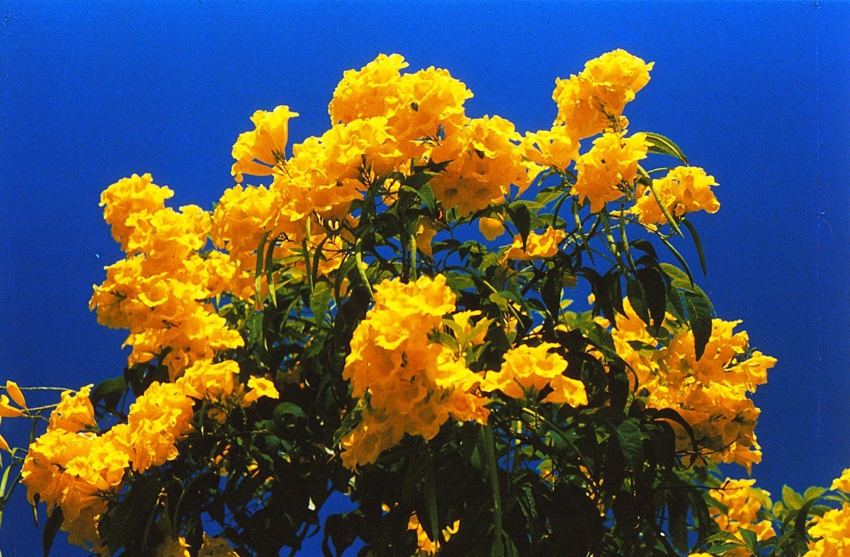 Suas vibrantes flores amarelas, semelhantes às do ipê-amarelo, aparecem com intensidade nos meses quente (Foto: Flickr / Weerasiri Abeytunge / CreativeCommons)