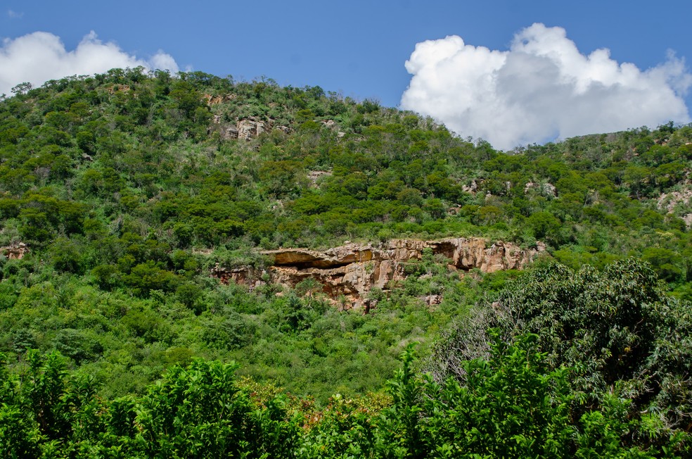 Caatinga preservava, até 2018, quase metade de toda a sua área com a vegetação campestre, nativa da região. — Foto: Luana Rocha/Semas/Divulgação